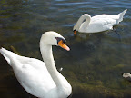 Swans in Austin TX. 
