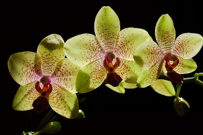 Glowing green orchids. 