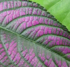 Purple and green leaves. San Francisco Conservatory of Flowers. 