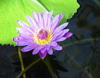 Purple waterlily. San Francisco Conservatory of Flowers. 
