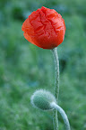 Wrinkled poppy petals and a fuzzy bud. 