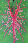 Pink veined leaf. 