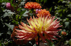 Glowing sunlit mum. San Francisco Conservatory of Flowers. Photo by Lisa Callagher Onizuka