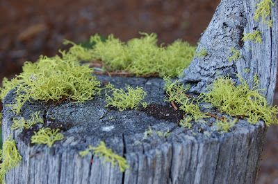Mossy lichen on gray stump. Photo by Lisa Callagher Onizuka