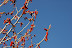 Red catkins, blue sky. Early spring in Boise ID. 