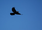 Black starling in flight. 