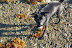 I have something for you! Luke the dog finds a shell on the beach. 