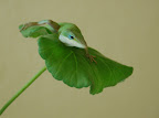 Lizard on a leaf. (Anole, geranium) 