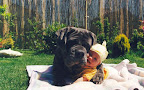 How to hug a baby...photographer unknown, but brilliant. http://www.dfordog.com/dog_funnies14.htm