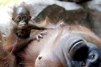 Mother and baby orangutan.