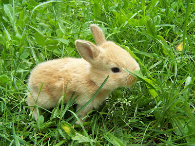 Darling baby bunny in spring grass. Photo by Joyce Allan.