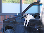 Pug in truck - by Flickr user Zyanthia / Cecilia Mason