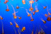 Jellyfish exhibit at Monterrey Bay Aquarium. 