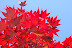 Fire red Japanese maple and blue sky. 