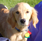Cute golden retriever puppy. 