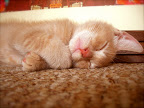 Orange kitten nap. Photographer unknown to us. Let us know if you know!