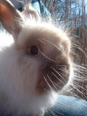 Fabulous shiny bunny whiskers. By photographer: flickr user just_duckie