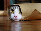Purrito (cat burrito). - From CuteOverload.com 