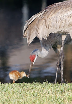 Baby sandhill crane and mother feeding. Photographer Robert Grover groverphoto.phanfare.com
