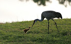 Sandhill Crane baby and mother. Photographer Robert Grover groverphoto.phanfare.com