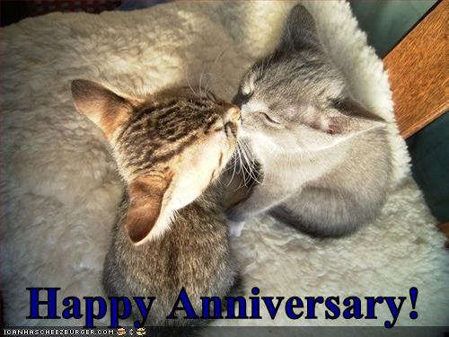 Lolcat+happy+anniversary