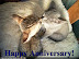 Happy Anniversary! - LOLcats from IcanHasCheezburger.com