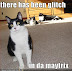 there has been a glitch in da maytrix - - LOLcats from IcanHasCheezburger.com