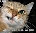 ARRR!!! Where's me grog, wench? - LOLcats from IcanHasCheezburger.com