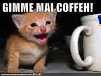 GIMME MAI COFFEH! - LOLcats from IcanHasCheezburger.com