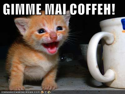 GIMME MAI COFFEH! - LOLcats from IcanHasCheezburger.com