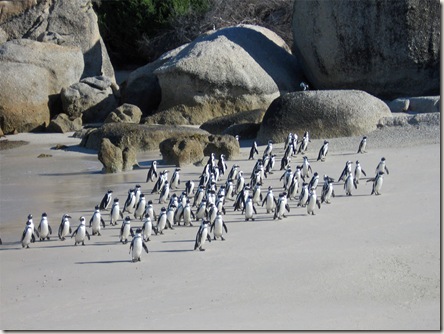 African Penguins at Boulder's Beach