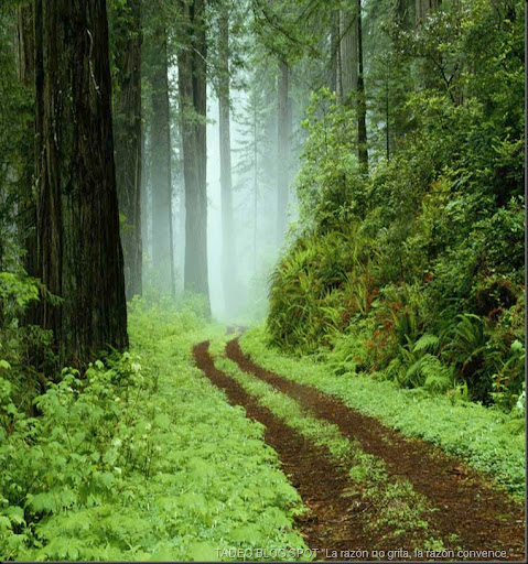 Una ruta del bosque en el parque regional de Redwoods, California.