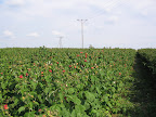 IMG_2672.JPG