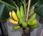 Bananenstaude (3) 3.1.2008