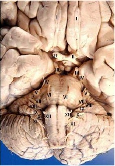 nervos cranianos