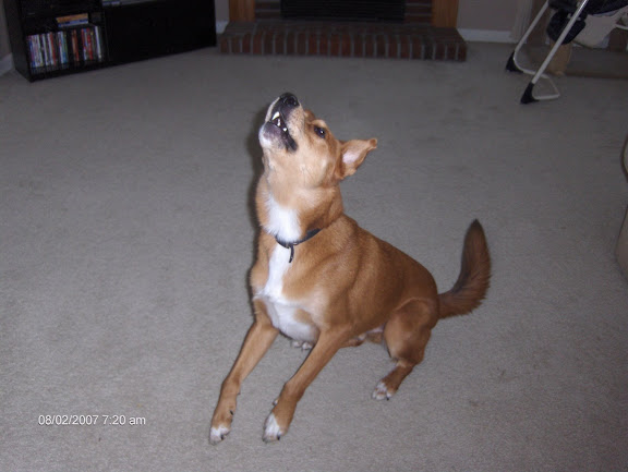 theDingo