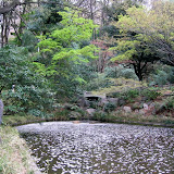Cherry blossoms floating on the pond in Shimizudani Park