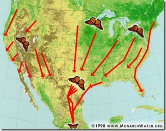 monarch butterly fall migration