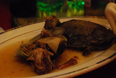 O, slatka mala izvrnuta....kornjačo!?