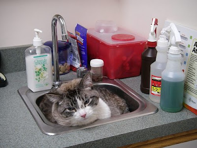 Cat a vets in a sink