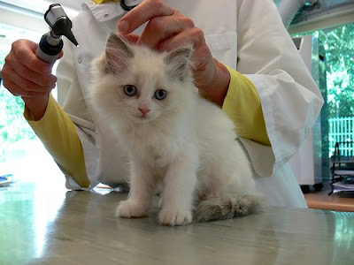 Cat at Vet