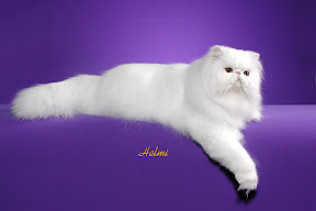 Persian Cat Ultra face