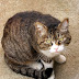 Tabby Cat Breed
