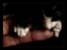 kitten on a human hand