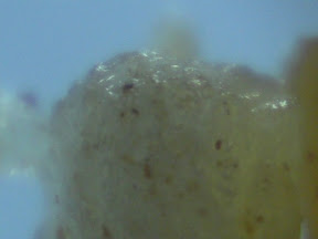 sea+oil+wa 1 60x.jpg
