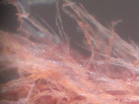 blood kleenex 200x 6.jpg