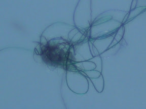 fuzzball on sock 60x 2 backlit.jpg