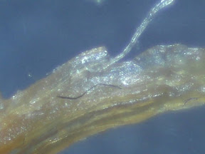 chicken skin 5 60x.jpg