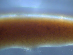 balsamic 1 60x.jpg
