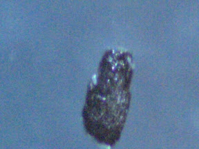 black speck 200x.jpg